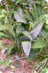 Cast Iron Plant Cast Iron Plant